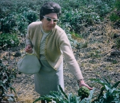 1968 Mom picking artichokes.jpg