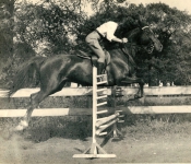 Faylese Scharff Jumping Horse.jpg